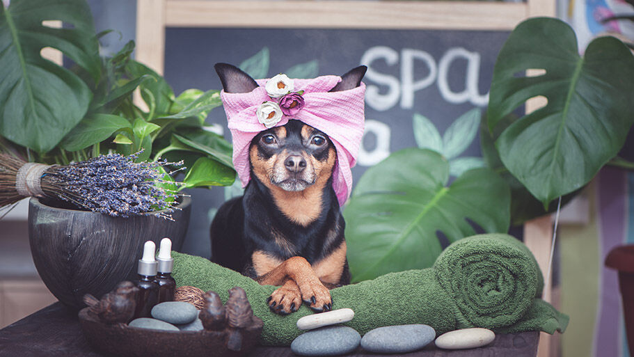 Dog at a spa.